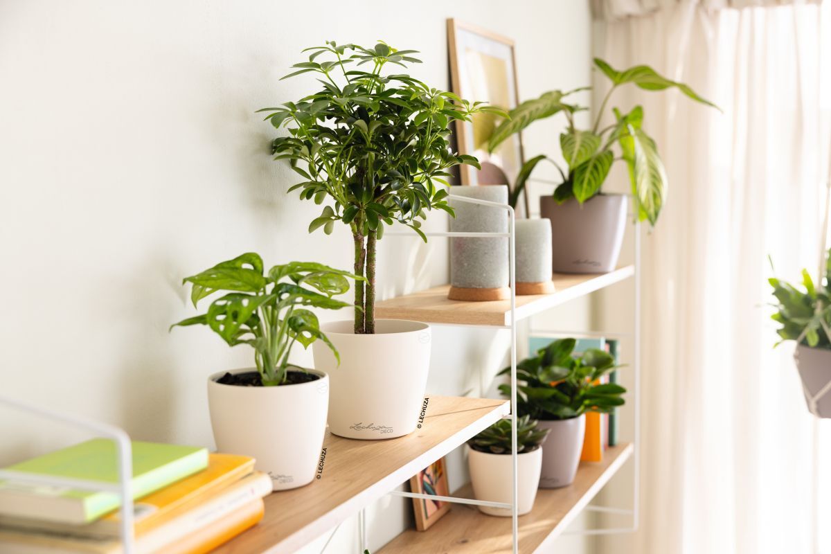 Calling all plant murderers – help is at hand with LECHUZA self-watering planters!