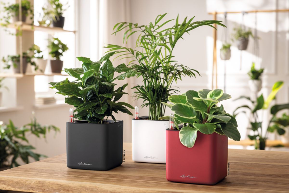 Repot for success with LECHUZA Planters and PON