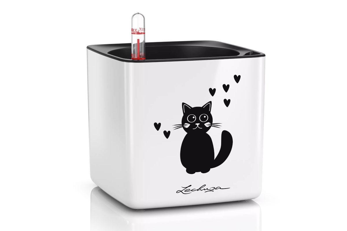 Pet-friendly plants you can grow in your garden