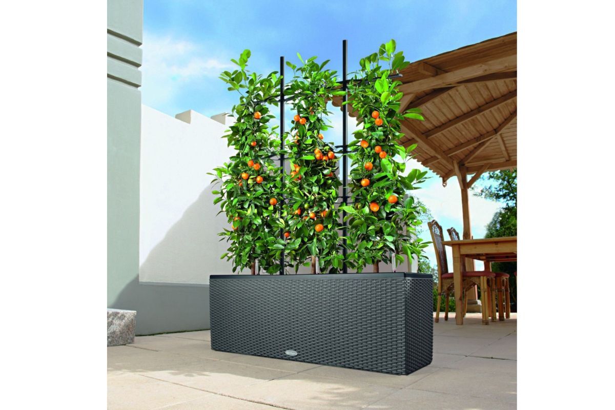 How to Grow your own Tomatoes with Lechuza