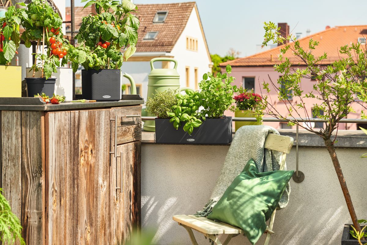 Balcony Gardening for Beginners: Step 7