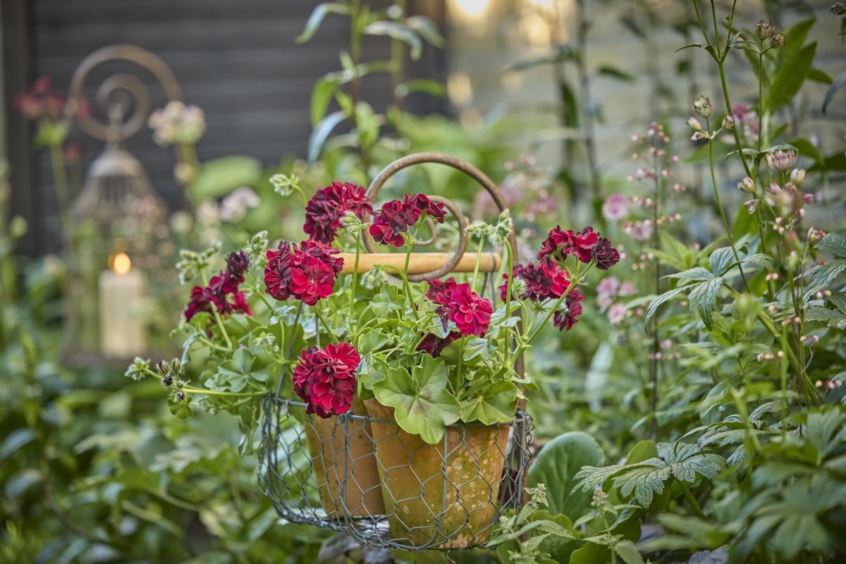 Best Fast-Growing Flowers to Plant in May