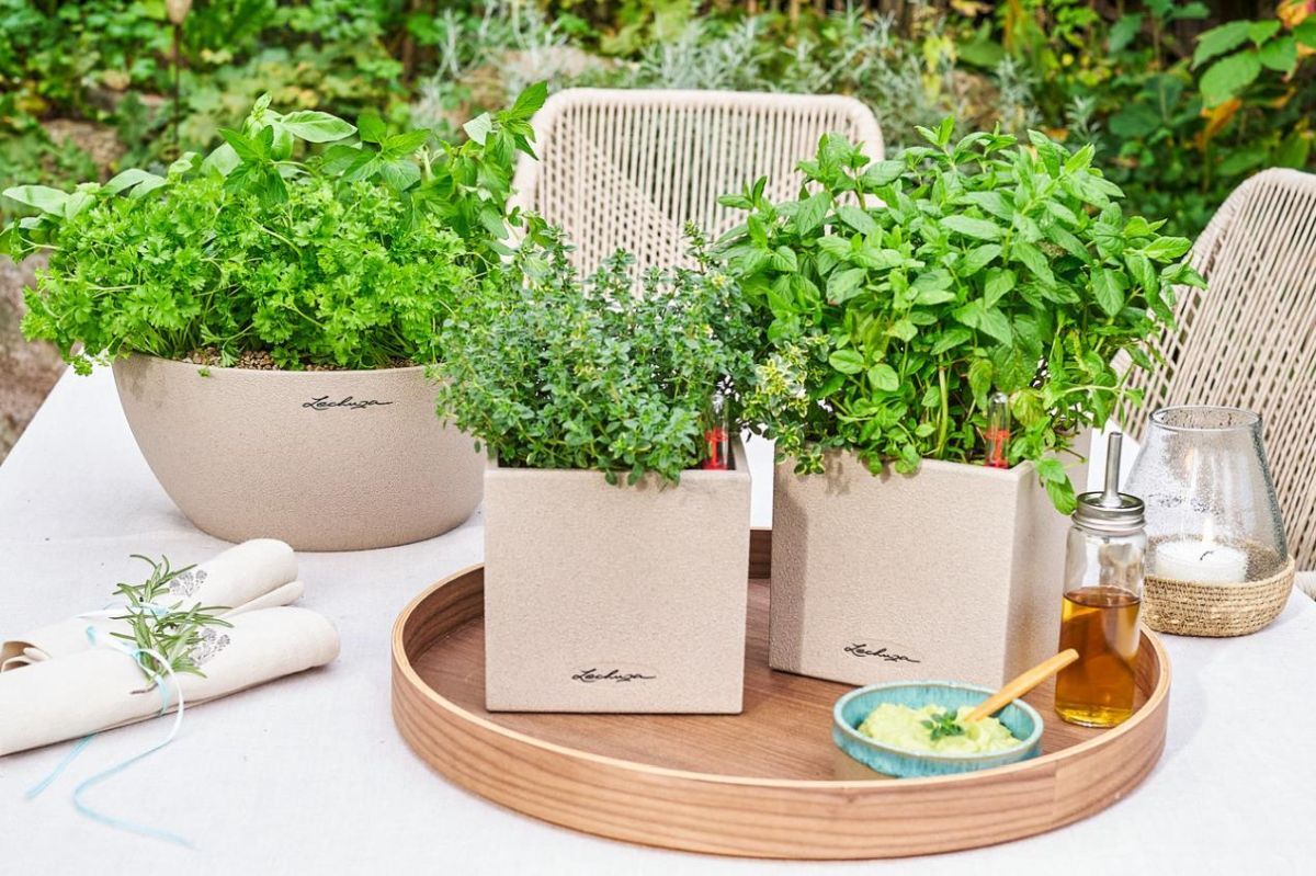 Father's Day Joy: Why Gardening Gifts Are Rooted in the UK’s Biggest Hobby