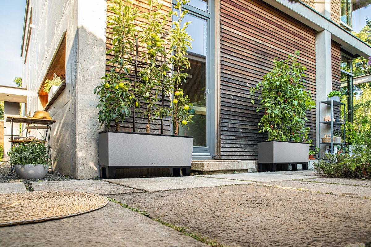 Heatwave Essentials: Holiday-Proof your Plants